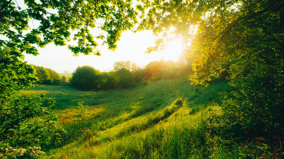 Naturen på Ærø